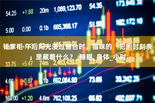 钱掌柜 午后阳光漫过窗台时，猫咪的「犯困时刻表」里藏着什么？_睡眠_身体_小时